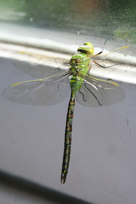 libellula